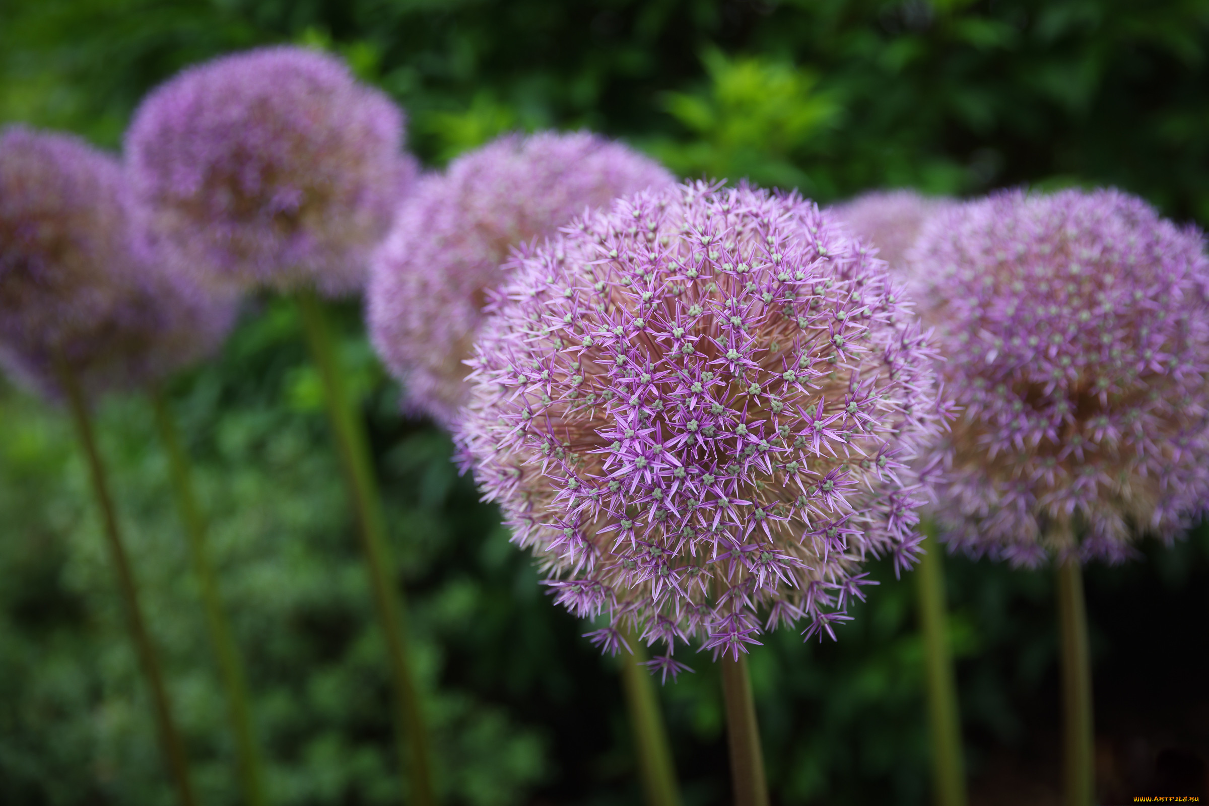 Allium сера